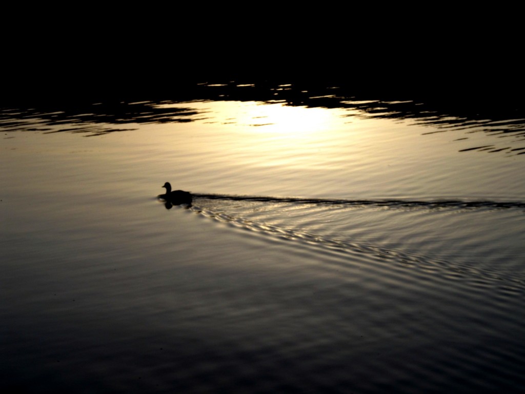  Lone Duck at Dusk 