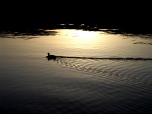 Lone Duck at Dusk